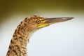 Rufescent Tiger-Heron Royalty Free Stock Photo