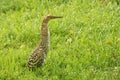 Rufescent tiger heron pigeon. Royalty Free Stock Photo