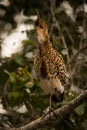 Rufescent tiger heron squawking with open beak Royalty Free Stock Photo