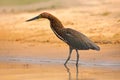 Rufescent Tiger-Heron, Tigrisoma lineatum, motteled bird with evening back light, in the nature habitat, Pantanal, Brazil. Water b