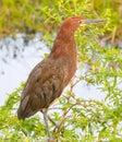 Rufescent Tiger Heron Royalty Free Stock Photo