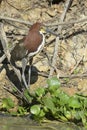 Rufescent Tiger Heron at river edge