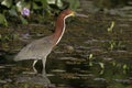 Rufescent tiger-heron, Tigrisoma lineatum, Royalty Free Stock Photo