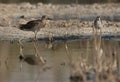 A ruff at Asker Marsh, Bahrain Royalty Free Stock Photo