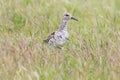 Ruff Bird on Grassland Philomachus pugnax Ruff Wader Bird