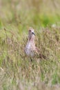Ruff Bird on Grassland Philomachus pugnax Ruff Wader Bird