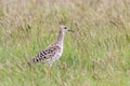 Ruff Bird on Grassland Philomachus pugnax Ruff Wader Bird