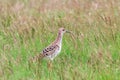 Ruff Bird on Grassland Philomachus pugnax Ruff Wader Bird