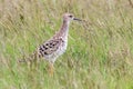 Ruff Bird on Grassland Philomachus pugnax Ruff Wader Bird