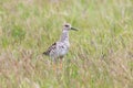 Ruff Bird on Grassland Philomachus pugnax Ruff Wader Bird