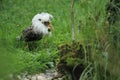 Ruff in breeding plumage