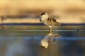 Ruff Calidris pugnax male in breeding plumage in the wetlands in spring.