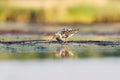 Ruff (Calidris pugnax) male feeding in the wetlands