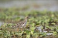 Ruff or Calidris Pugnax at Mangalajodi, Tangi, Odhisa