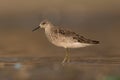 Ruff on a birg summer morning Royalty Free Stock Photo