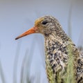 Ruff bird portrait at lek