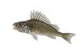 Ruff fish. Fresh alive eurasian ruffe isolated on white