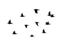 Ruff in the flight. Vector silhouette a flock of birds