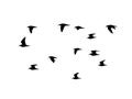 Ruff in the flight. Vector silhouette a flock of birds