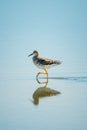 Ruff lifts foot walking through shallow lake