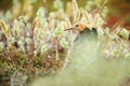 Ruff male inside flowers Royalty Free Stock Photo