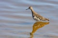 Ruff (philomachus pugnax) Royalty Free Stock Photo