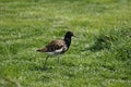 Ruff, Philomachus pugnax