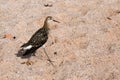 Ruff / Philomachus pugnax at the beach Royalty Free Stock Photo