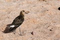 Ruff / Philomachus pugnax at the beach