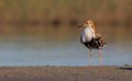 Ruff - Philomachus pugnax / Calidris pugnax - male