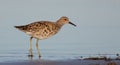 Ruff - Philomachus pugnax / Calidris pugnax - female Royalty Free Stock Photo