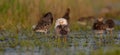 Ruff - Philomachus pugnax / Calidris pugnax