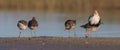 Ruff - Philomachus pugnax / Calidris pugnax - group of birds