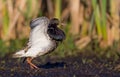 Ruff - Philomachus pugnax - Calidris pugnax Royalty Free Stock Photo