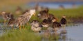 Ruff - Philomachus pugnax / Calidris pugnax