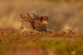 Ruff (Philomachus pugnax)