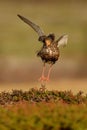 Ruff - Philomachus pugnax