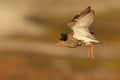 Ruff - Philomachus pugnax male Royalty Free Stock Photo