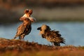 Ruff - Philomachus pugnax males