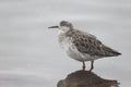 Ruff, Philomachus pugnax Royalty Free Stock Photo