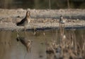 A Ruff preening at Asker Marsh with a sandpiper nearby, Bahrain Royalty Free Stock Photo