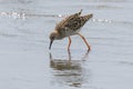 Ruff Wader Bird Philomachus pugnax Ruff in Water