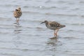 Ruff Wader Bird Philomachus pugnax Ruff in Water