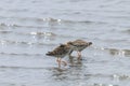 Ruff Wader Bird Philomachus pugnax Ruff in Water