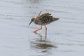 Ruff Wader Bird Philomachus pugnax Ruff in Water