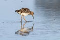 Ruff water bird Philomachus pugnax Ruff in water Royalty Free Stock Photo