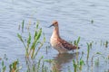 Ruff Water Bird Philomachus pugnax Ruff in Water Royalty Free Stock Photo