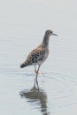 Ruff Water Bird Philomachus pugnax Ruff in Water Royalty Free Stock Photo