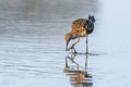 Ruff water bird Philomachus pugnax Ruff in water Royalty Free Stock Photo