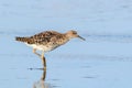 Ruff water bird Philomachus pugnax Ruff in water Royalty Free Stock Photo